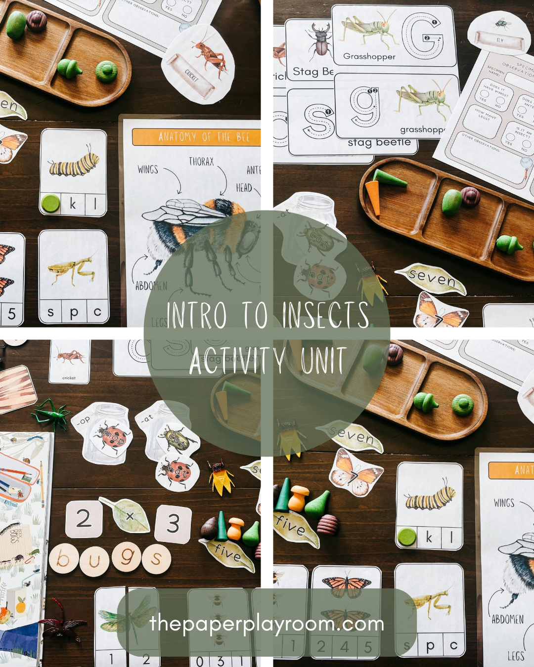 Intro to Insects Activity Unit